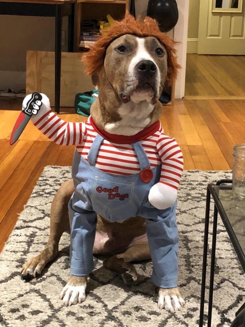 Funny Dog Costume - Image 2