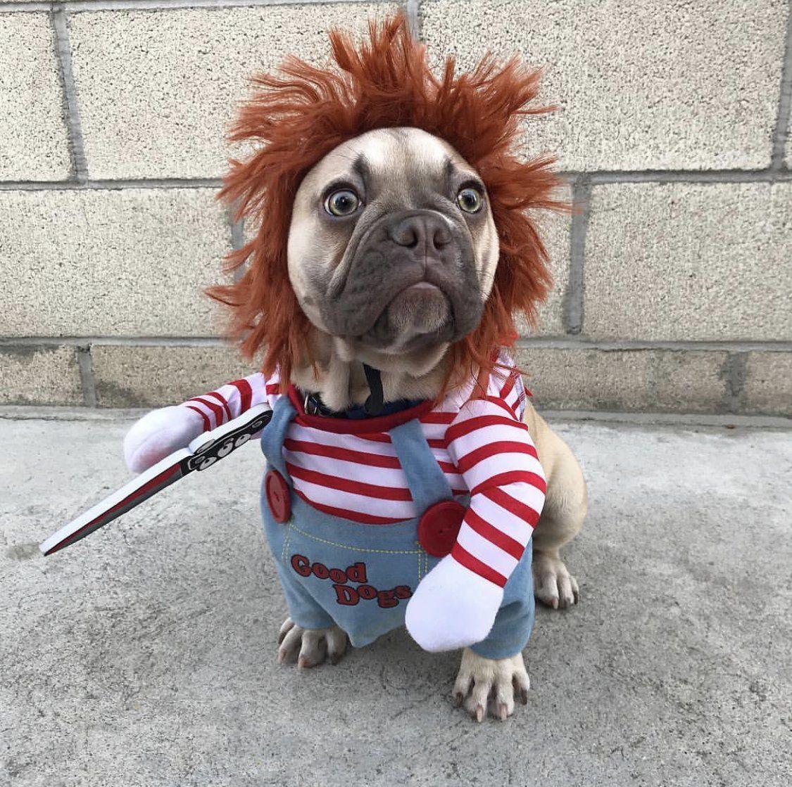 Funny Dog Costume - Image 5