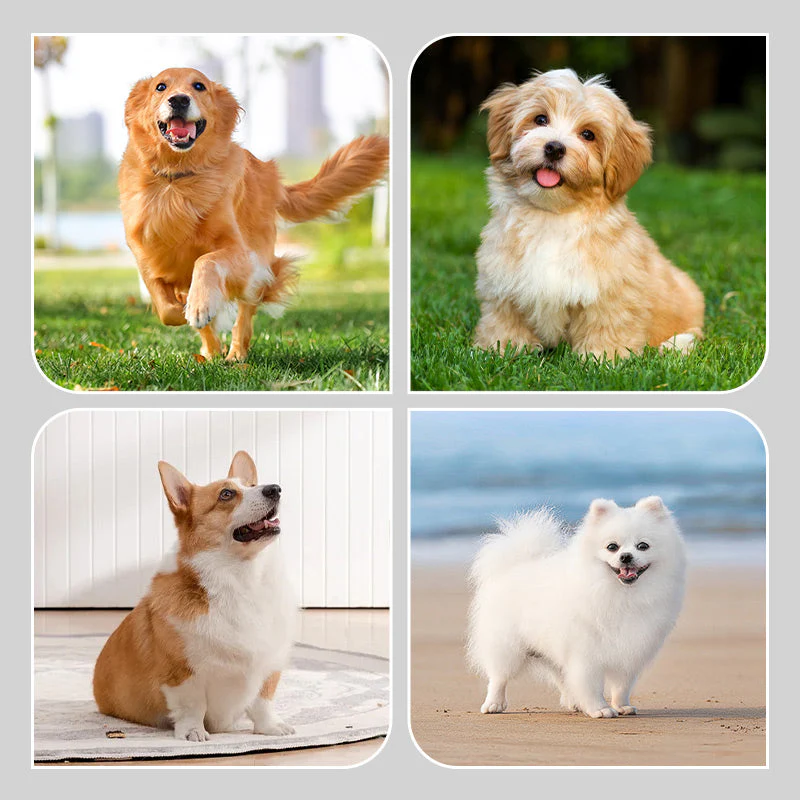 PawShield™ Anti-Slip Paw Shoes - Image 6
