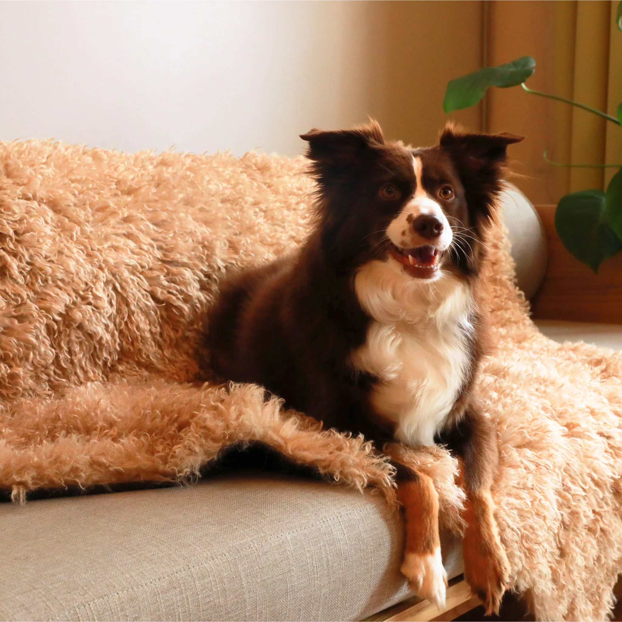 Aprolo™ Luxury Waterproof Pet Blanket & Bed Runner - Image 2